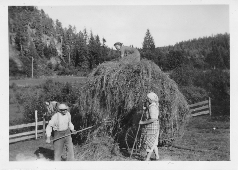 Fil:097.003.høyonn.jpg