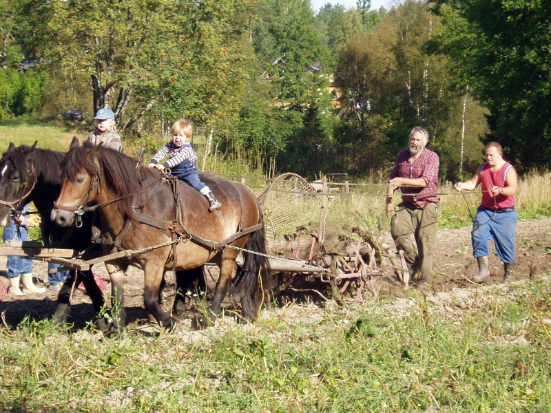Fil:64.04.Potetinnhøsting.jpg