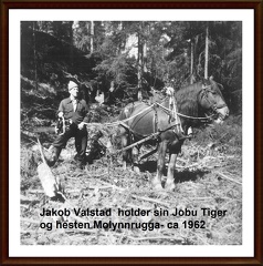 Jakob Valstad  holder sin Jobu Tiger og hesten Molynnrugga- ca 1962OKR