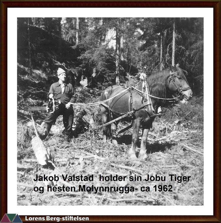 Jakob Valstad  holder sin Jobu Tiger og hesten Molynnrugga- ca 1962OKR