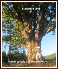 Kjell Møyland foran det som trolig er av Andebus eldste trær, muligens hele 700 år. Omkrets 5,35 meter. Hunsrød i HøyjordOKR