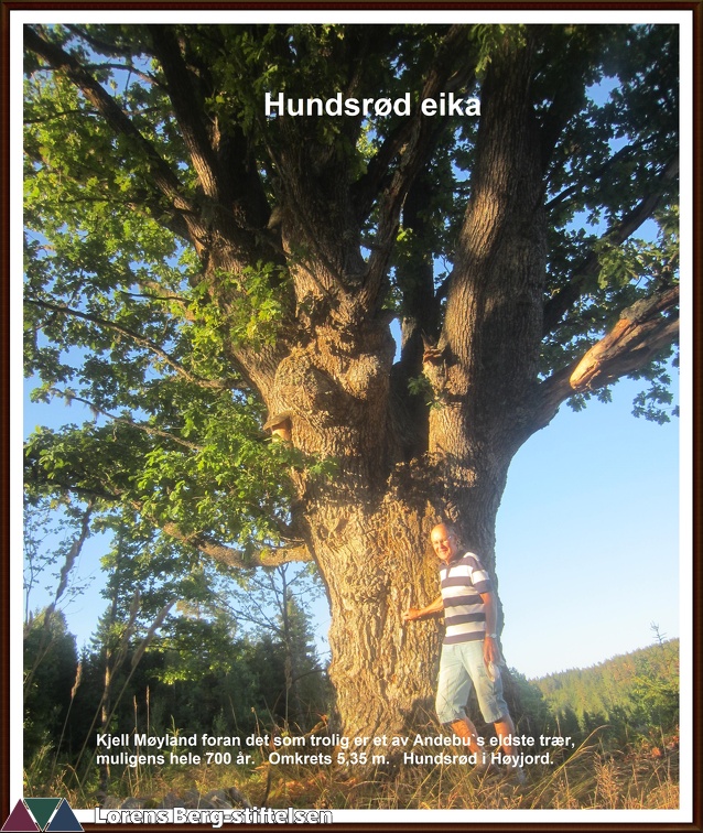 Kjell Møyland foran det som trolig er av Andebus eldste trær, muligens hele 700 år. Omkrets 5,35 meter. Hunsrød i HøyjordOKR