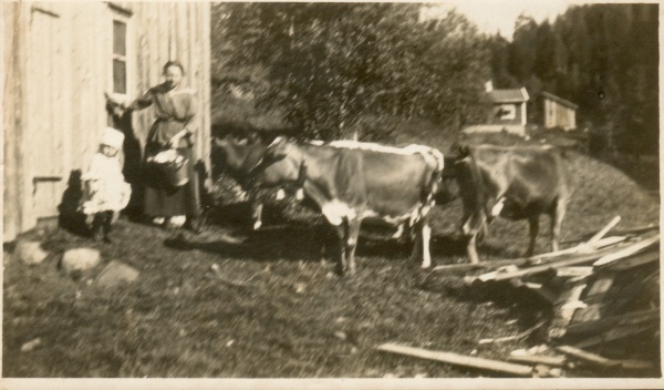 Agnes og Merete Gallis tar inn kuerne kl 6 om morgenen st. Hans 1921
